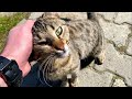 Hungry Tabby Cat Meowing For Food And Attention