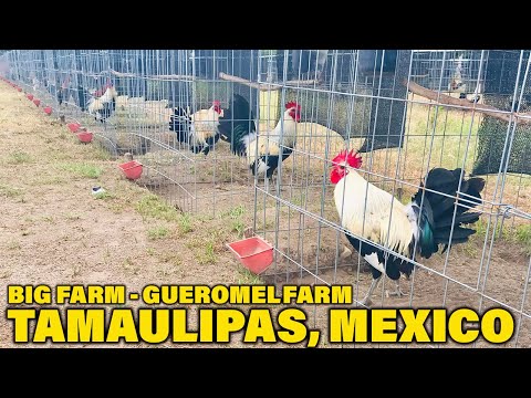 Beautiful View Big Farm In Mexico - GUEROMEL FARM