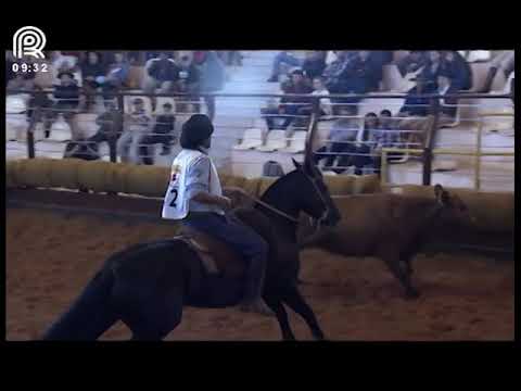 Classificatória Região SC/PR – 1° lugar fêmeas – Orquídea Negra Mapocho (Prova: Mangueira II)