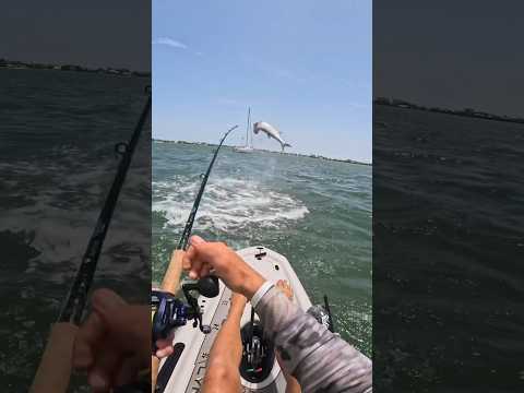 Crazy Tarpon Eat Kayak Fishing #kayakfishing #fishing #tarpon #tarponfishing