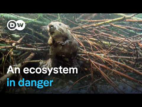 Saving Beavers and Pond Turtles