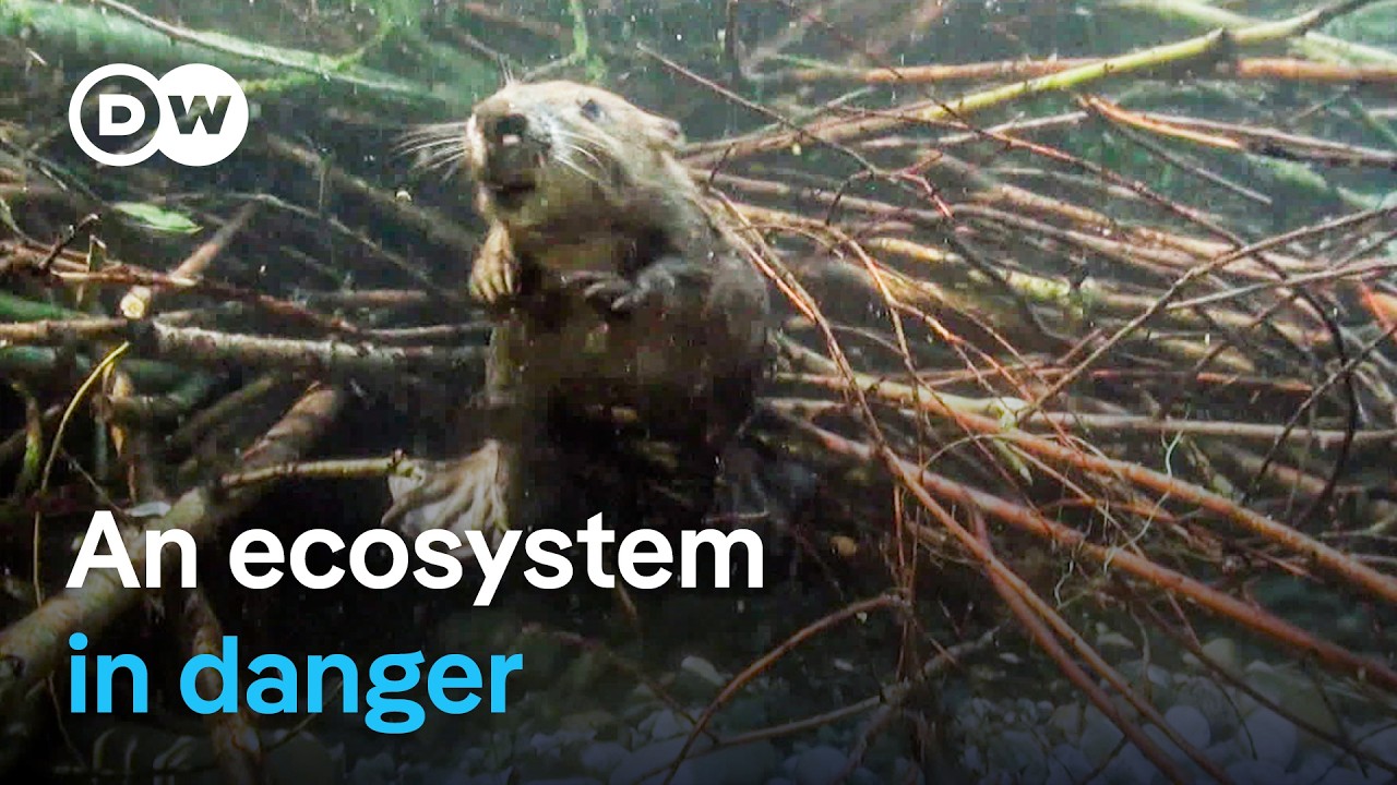 Saving Beavers and Pond Turtles