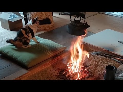 Japanese hearth and cats.