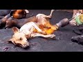 Dog meat industry in Korea