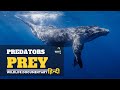 Predators vs Prey - हिन्दी डॉक्यूमेंट्री | Wildlife documentary in Hindi
