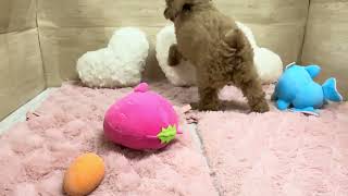 トイプードルの動画01