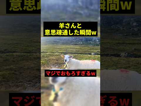 羊と意思疎通した瞬間w#お笑い #すごい #shorts