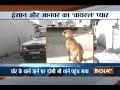 Know why Haryana Police had to arrest dog with his master, a thief in Karnal