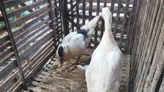 Download lagu BEBEK KETAWA mp3