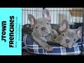 LILAC AND BLUE FRENCH BULLDOGS