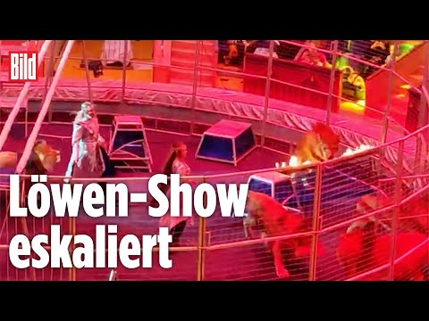 Attacke im Zoo: Plötzlich rasten alle Löwen aus