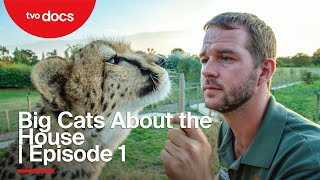 Big Cats About the House