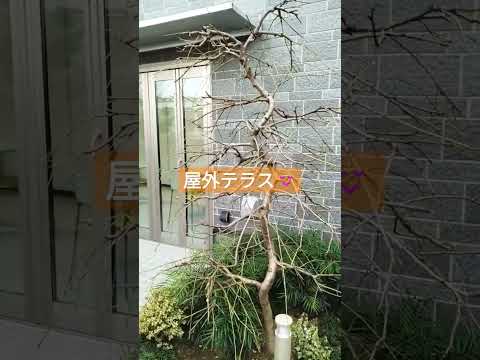 屋外用後続開花植物 ベゴニア