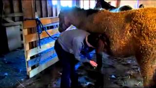 2010 Buckskin Curly TWH Filly RTE Harmonia