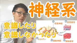 【中学理科】2-11 神経系～名称と反応の経路～【中２理科】