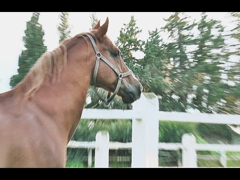 Assayel EP3  أصايل