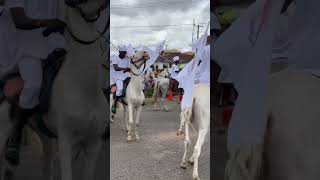 Download lagu Beautiful white horses display at King (Oba) Alake Of Egba Land 80years Birthday mp3