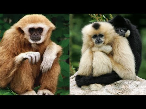 Gibbons (Small Apes) Walking, Singing, Courtship And Acting Like Humans