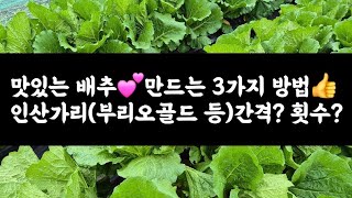 맛있는 배추