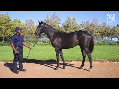 Lot 19 - Green Fairway - Gimmethegreenlight ex Archerfield