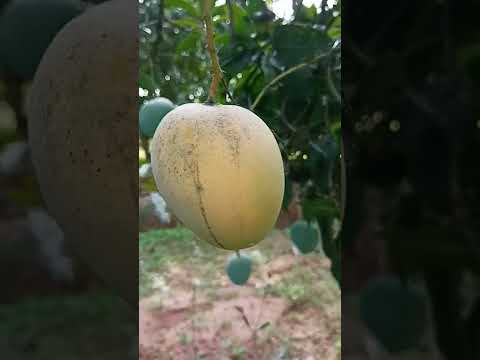 King of fruits Mango