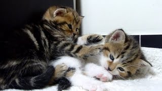 Cutest  cats moments. Kittens fell asleep after  fight - cutest cats ever!