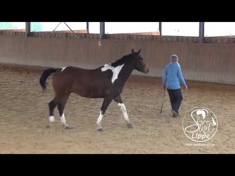 Trainer Tipps Video - Die ersten Schritte der Freiarbeit