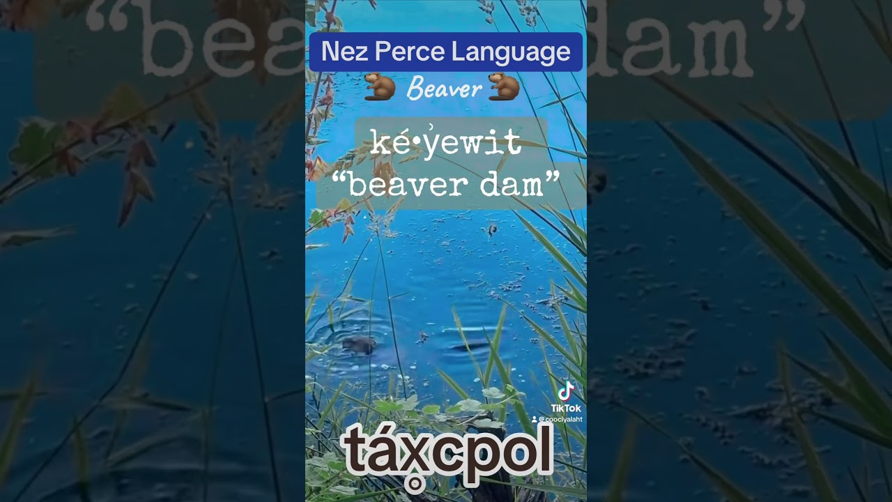 Beaver in Nez Perce Language -titooqatimt -nimiipuutimt