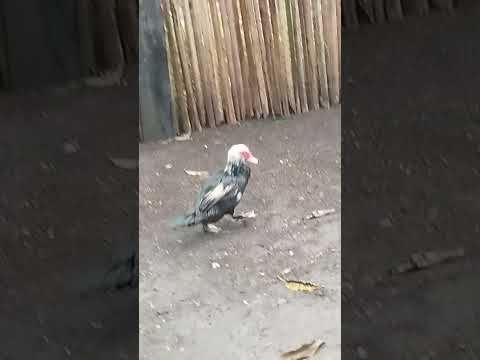 quintal do Chico Black Igarapé do meio Maranhão