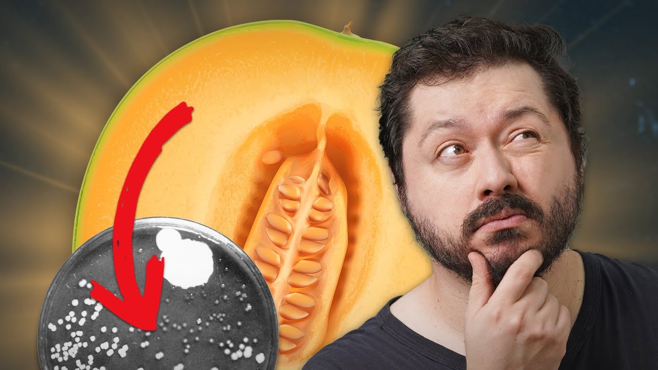 Um melão que já salvou o mundo