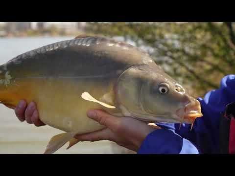 Benzar Mix Concourse Method Feeder 8500