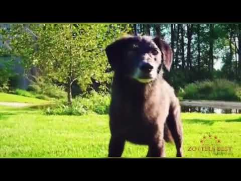 Hundepool, 8000qm eingezäunter Garten inkl. Untergrabschutz im Hundeparadies in Bayern