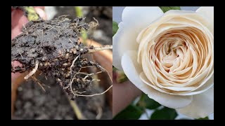 Download the video "My experience on moving roses and planting rose cuttings."