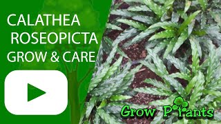 Calathea roseopicta – grow & care (Leaf plant)