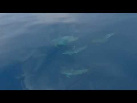 11bis Delfini  surface 09mag24