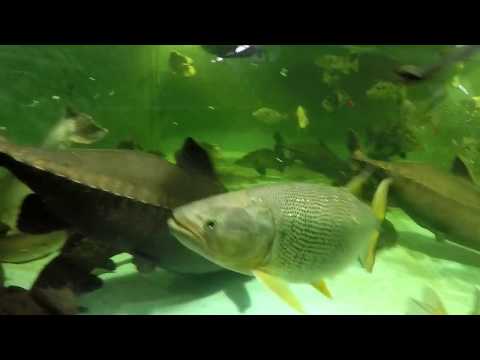 Golden dorado, Salminus franciscanus, 1.5', clip