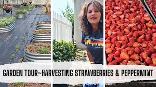 June Garden Tour + Harvesting & Freeze Drying Peppermint & Strawberries