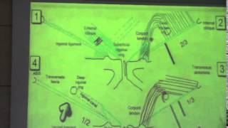3) Dr. Shreen 12-02-2015 [ Inguinal ligament and Inguinal canal ]