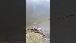 preview picture of video 'Fishing with broz at Fort qu appelle sk river'