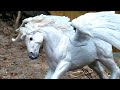Love in war(schleich Pegasus) short film