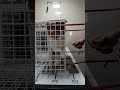 How To Deal With Angry Cat And Ferocious Cat Part 16