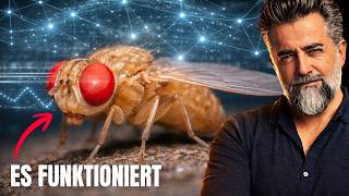 Sie haben ein Gehirn kopiert – und es «lebt»