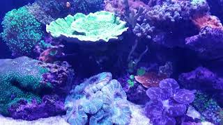 How to get Crystal clear water in Reef Tank