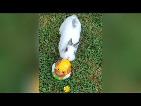 Snowy said, "I like the roly-poly puppy. This is mine." 😃🤩 #bunny #rabbit #cute #pets