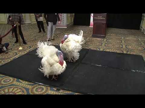 直播：將被特朗普特赦的火雞被引進 (LIVE: Turkeys to be pardoned by Trump are introduced)