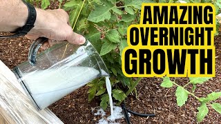 Just 1 Cup And Tomatoes Will GROW OVERNIGHT! Fruit So Large You Can't Harvest Them All