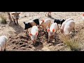 Pig Webinar Video