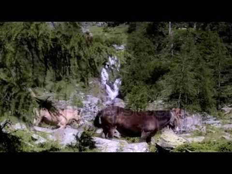 Mottetto per San Paolino