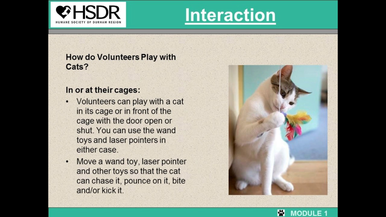 Feline Enrichment Orientation Video