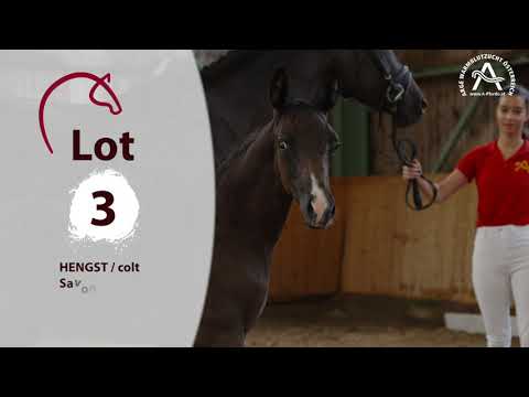 You can find all informations about the foals at www.fohlenauktion.at - LOT3